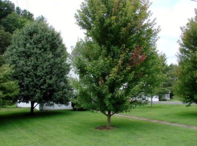 Virginia mountains! Circa 1900. $144,900 – The Old House Life