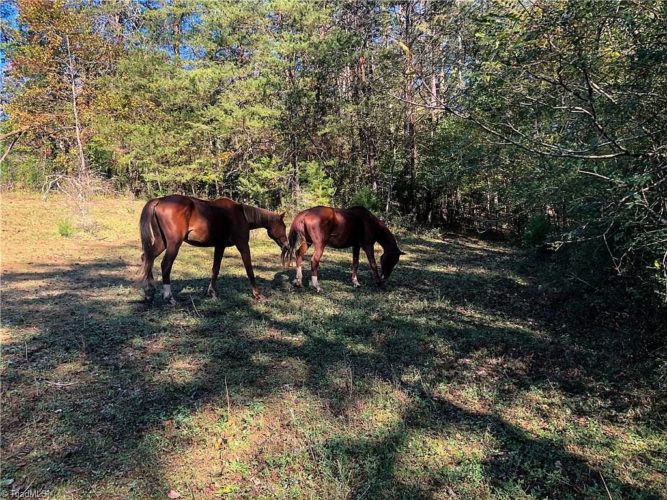 Fixer upper alert!! Six acres in the NC mountains. 20 minutes to Mount