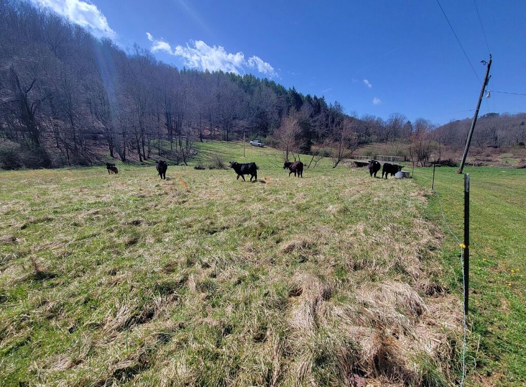 Stoney Creek Farm, Circa 1940. On 25 acres in West Virginia. 125,000